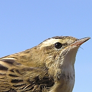 Sävsångare, Sundre 20080729